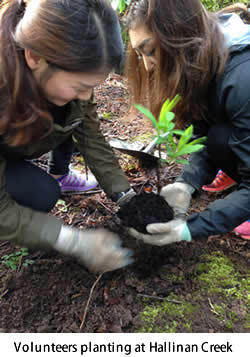 Volunteers planting at Hallinan Creek