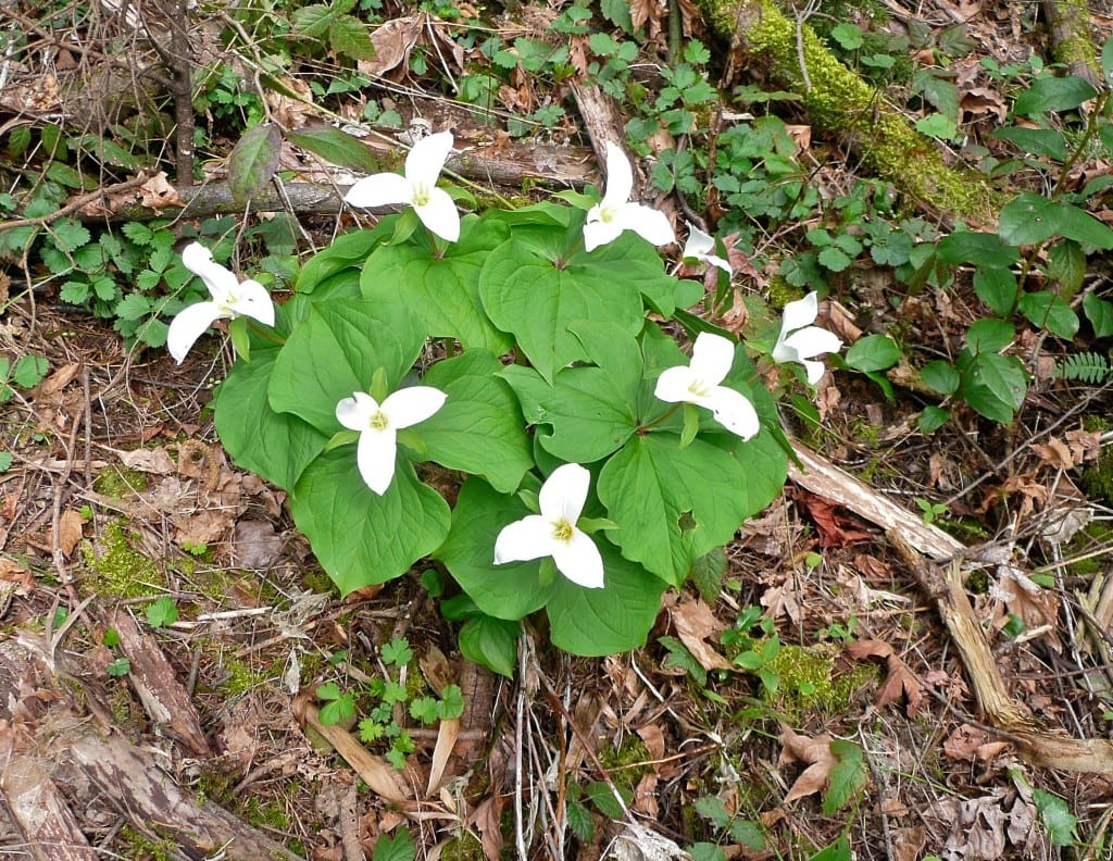 Trillium