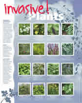 2012 Invasive Plants Poster