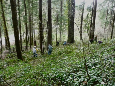 Friends of Iron Mountain Clearing Ivy
