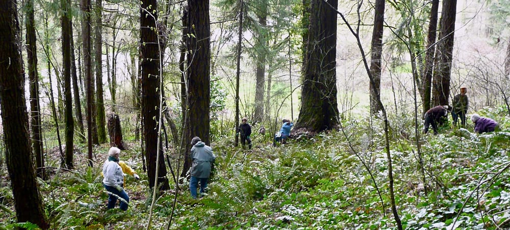 Friends of Iron Mountain, clearing tree-choking ivy