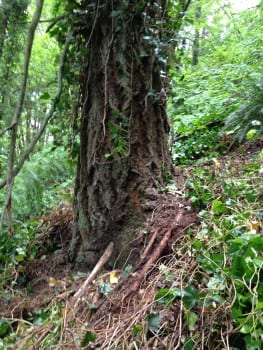 Douglas Fir, AFTER it has been freed from ivy
