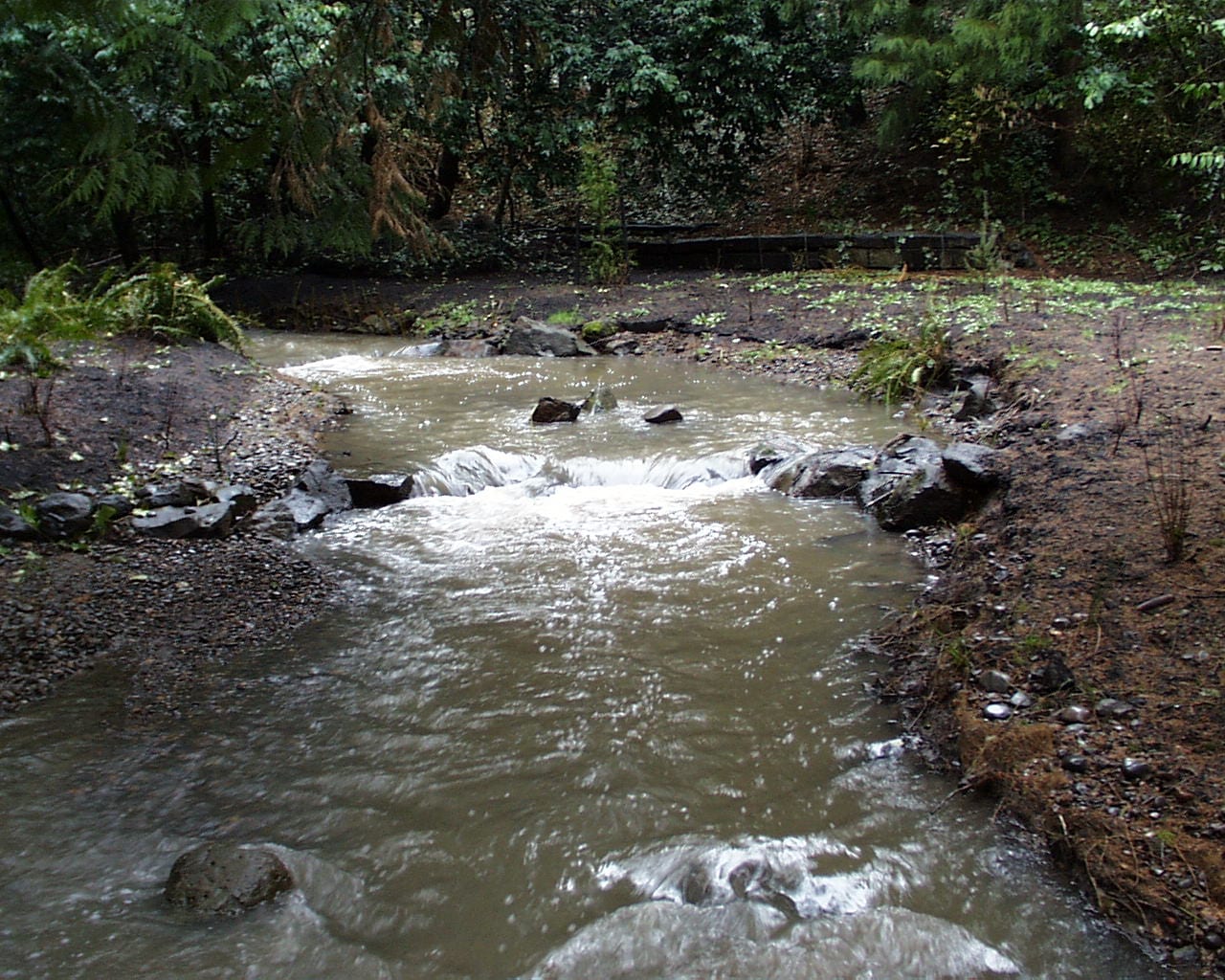 Stream after dam removal