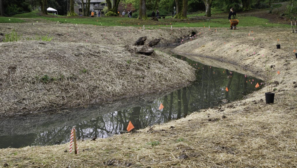 Tanglewood tributary prior to plantings, but after creek channel alteration.