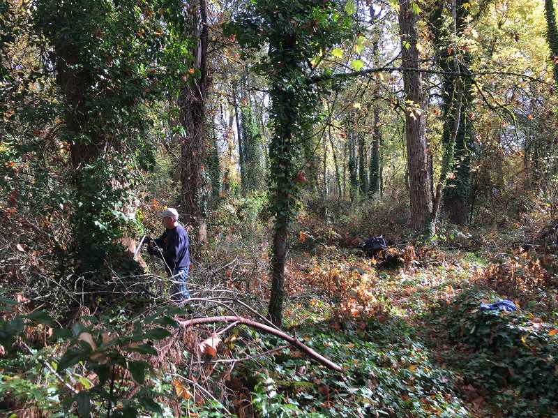 Restoring another white oak woodland