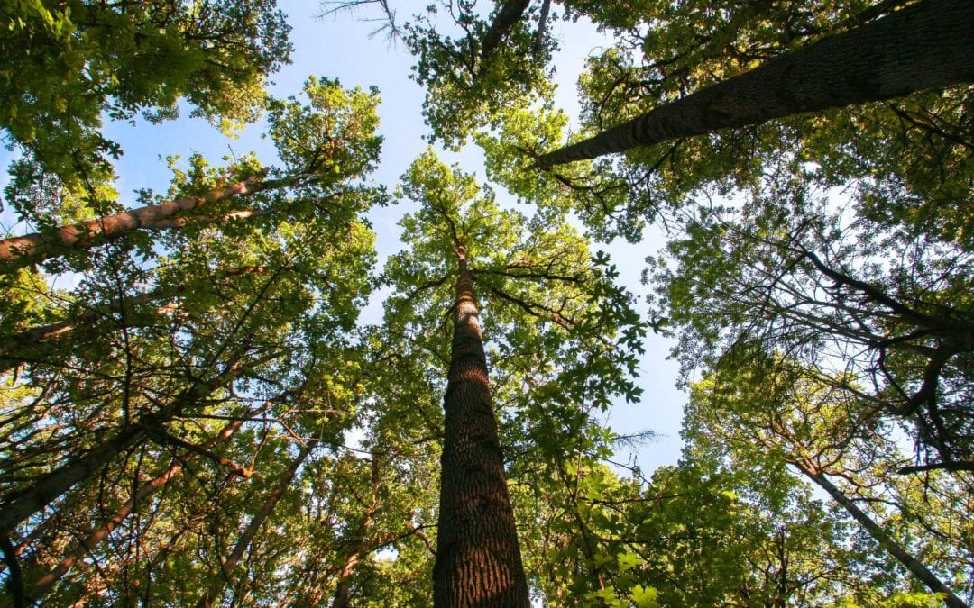 Westlake Oak Woodland: Protecting a Vanishing Habitat