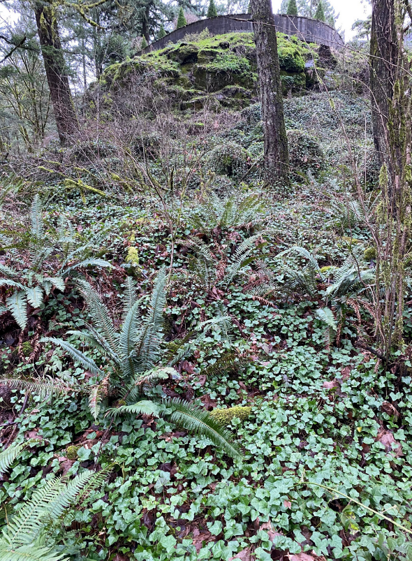 Before ivy removal Before ivy removal