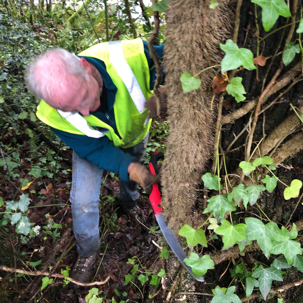 Eco-Answers from the Pros: Removing English Ivy - Ecological Landscape  Alliance