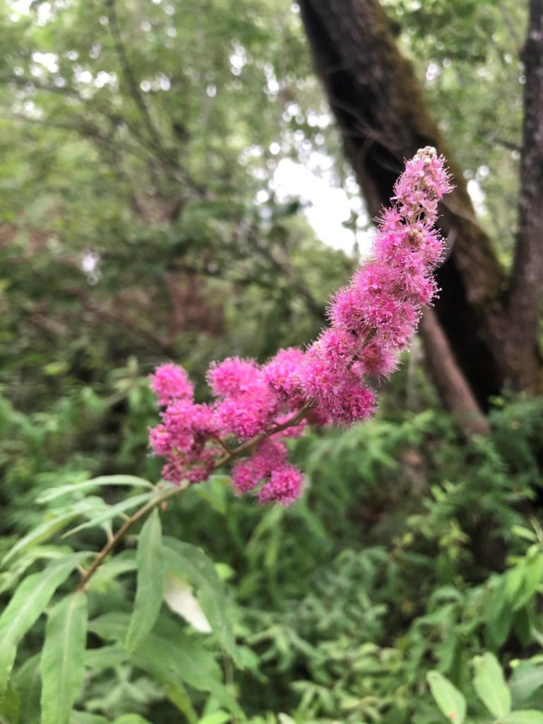 Spiraea douglasii flower head