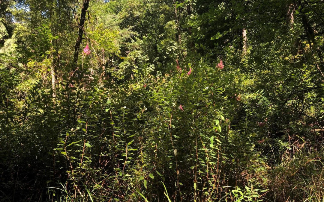 Spiraea douglasii, in the forest