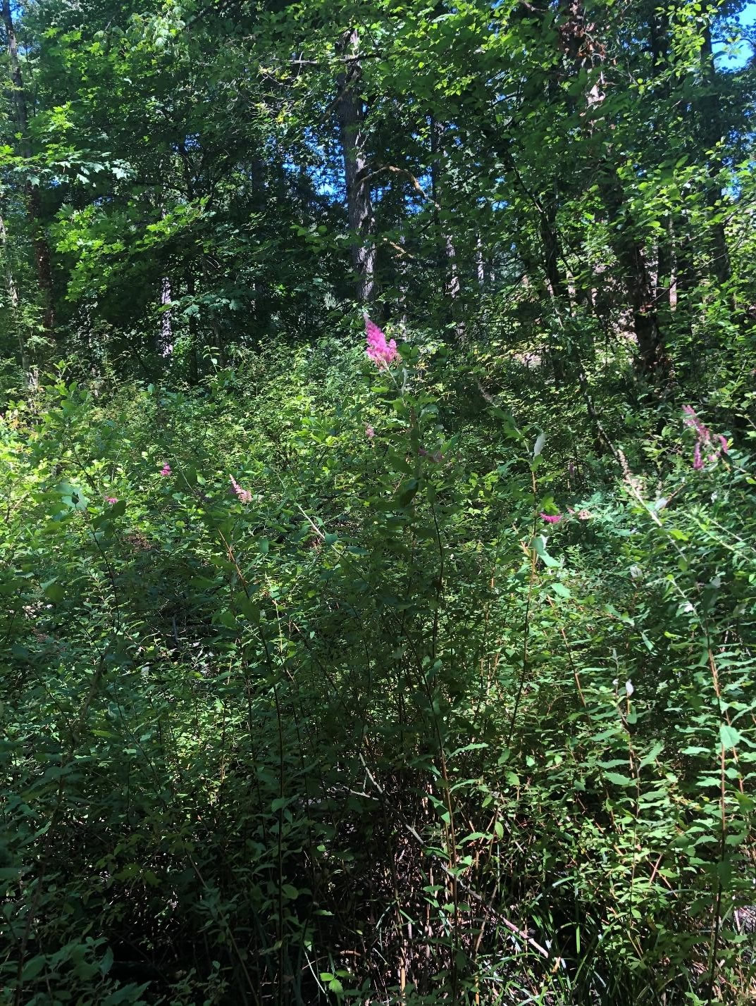 spirea7