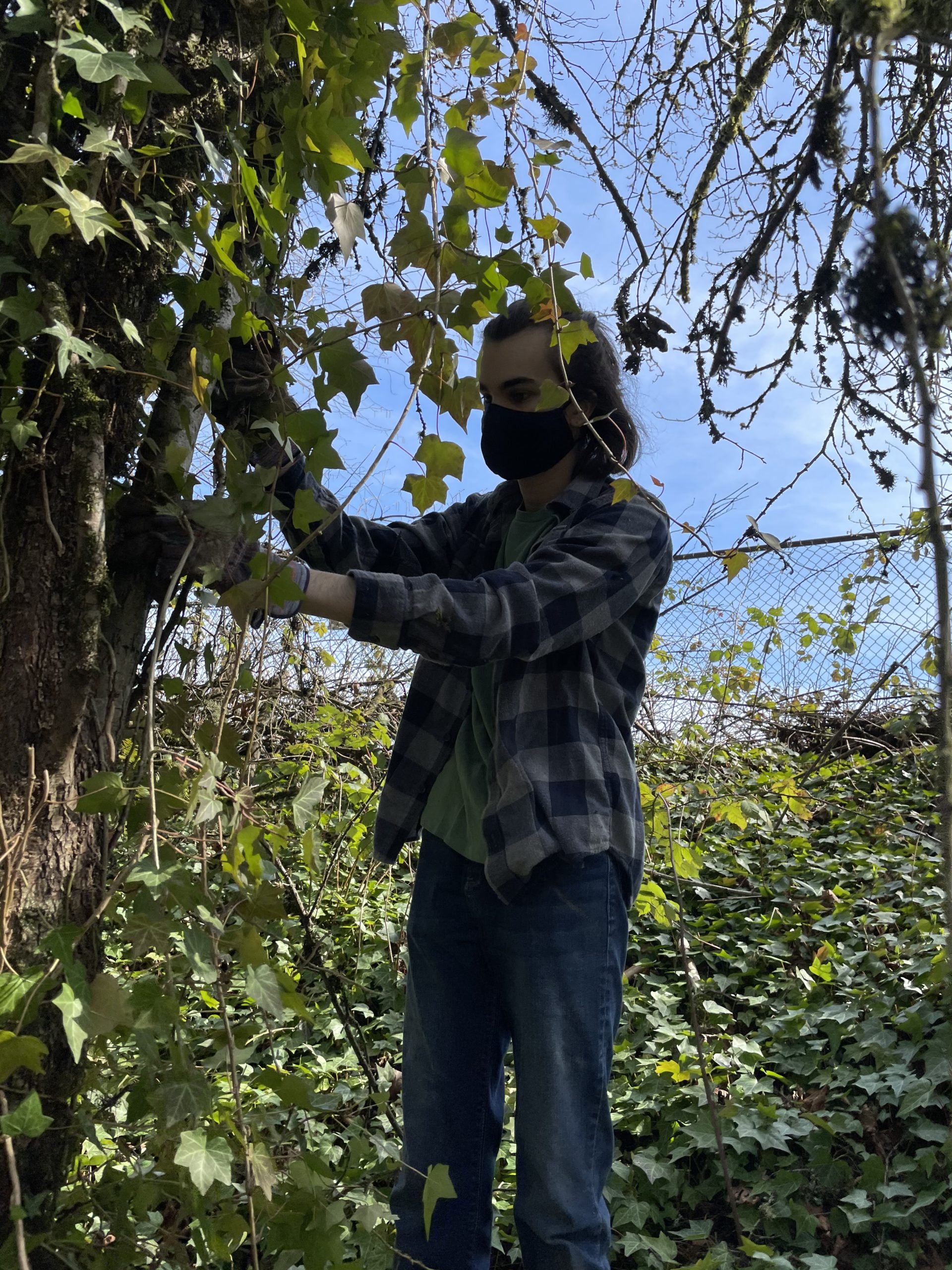 Student removes invasive ivy from a tree at Lake Oswego High School