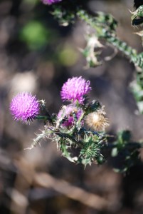 Canada Thistle