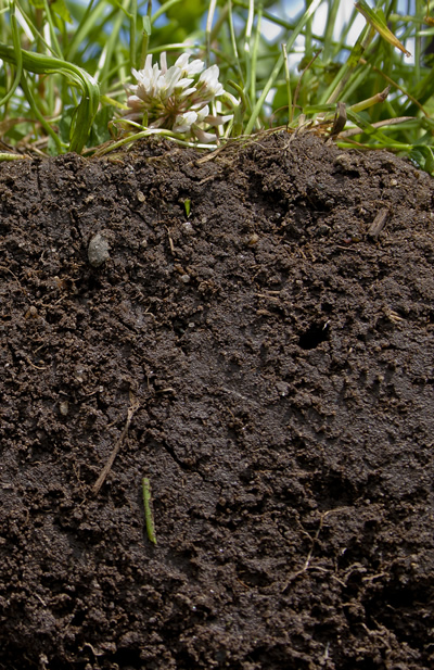 cross-section of soil