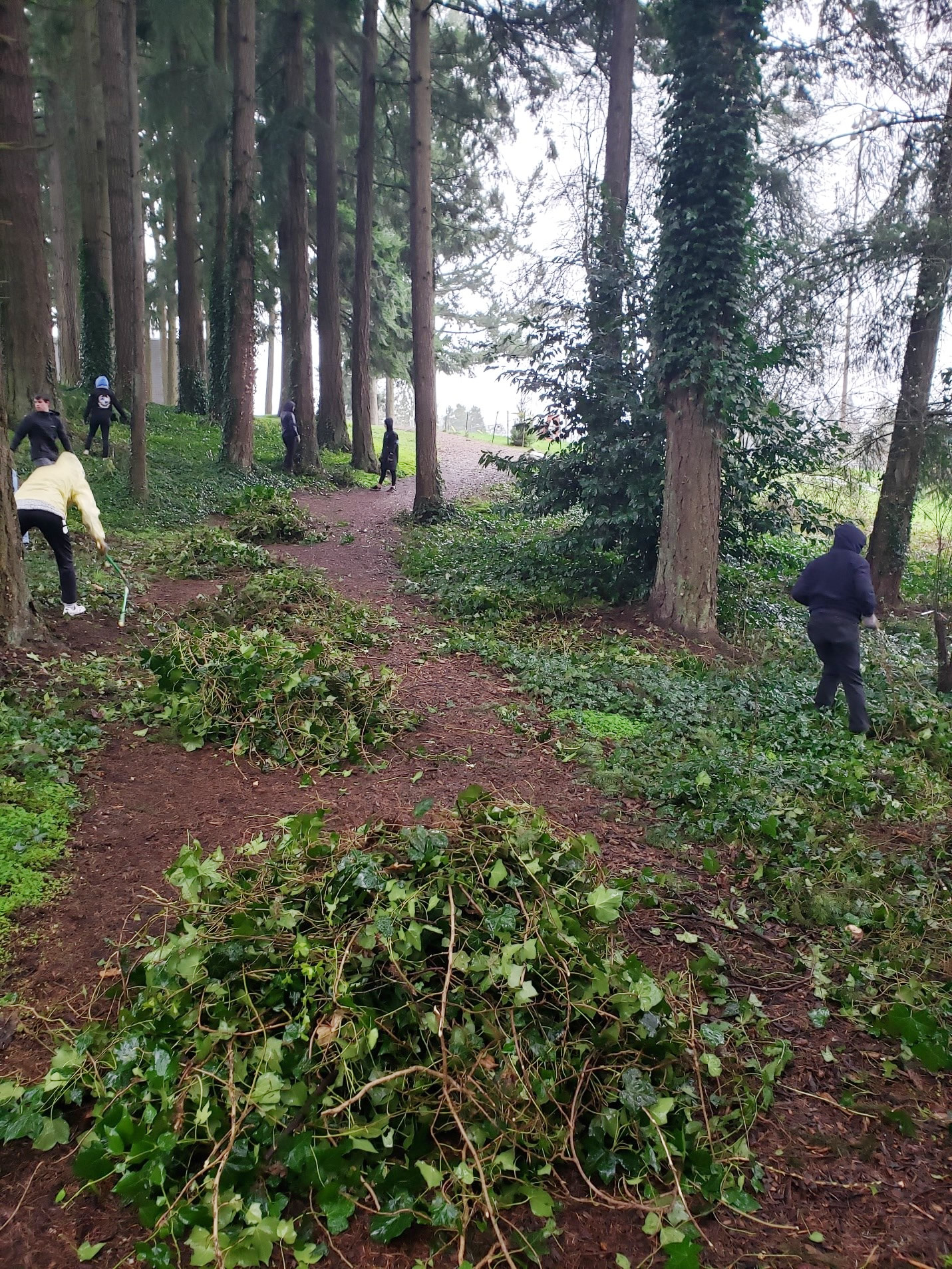 Volunteers clearing ivy from trees Volunteers clearing ivy from trees