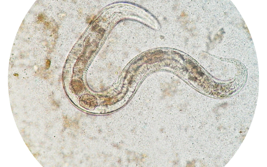 Getting to Know a Soil Creature – The Nematode