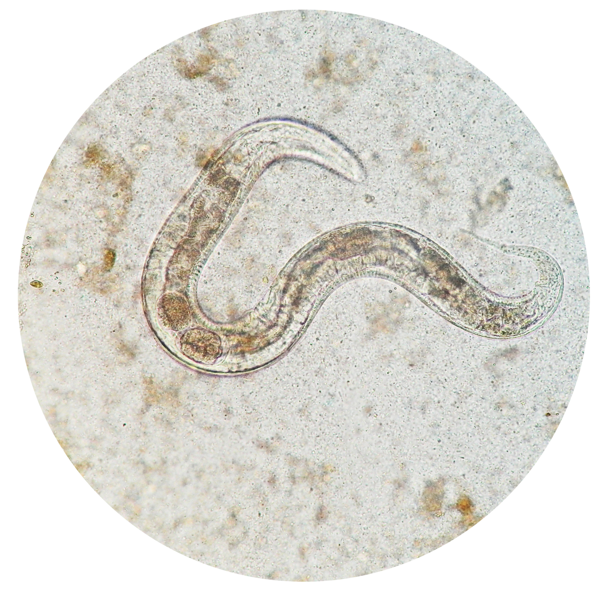 Nematode
