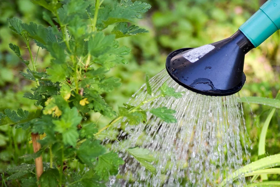 Watering Can over a gooseberry bush Watering Can over a gooseberry bush