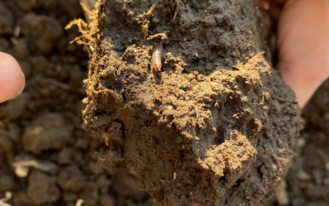Soil Aggregates – Where Texture and Organic Matter Meet