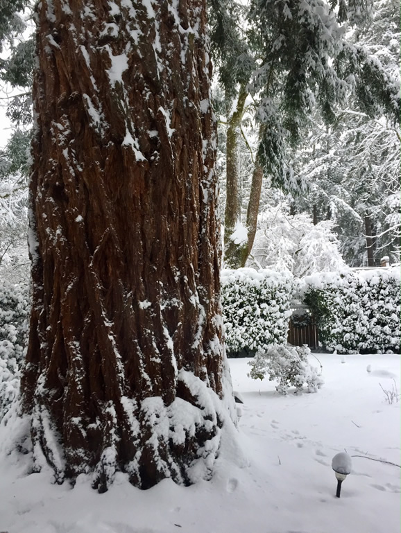 heritage Redwood in the snow