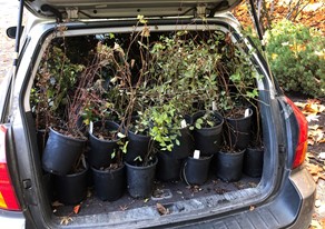 carload of native plants