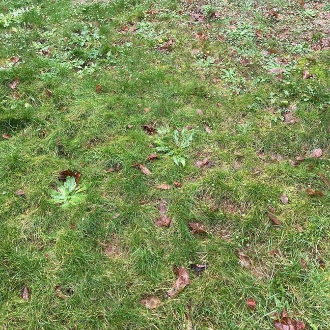 lawn