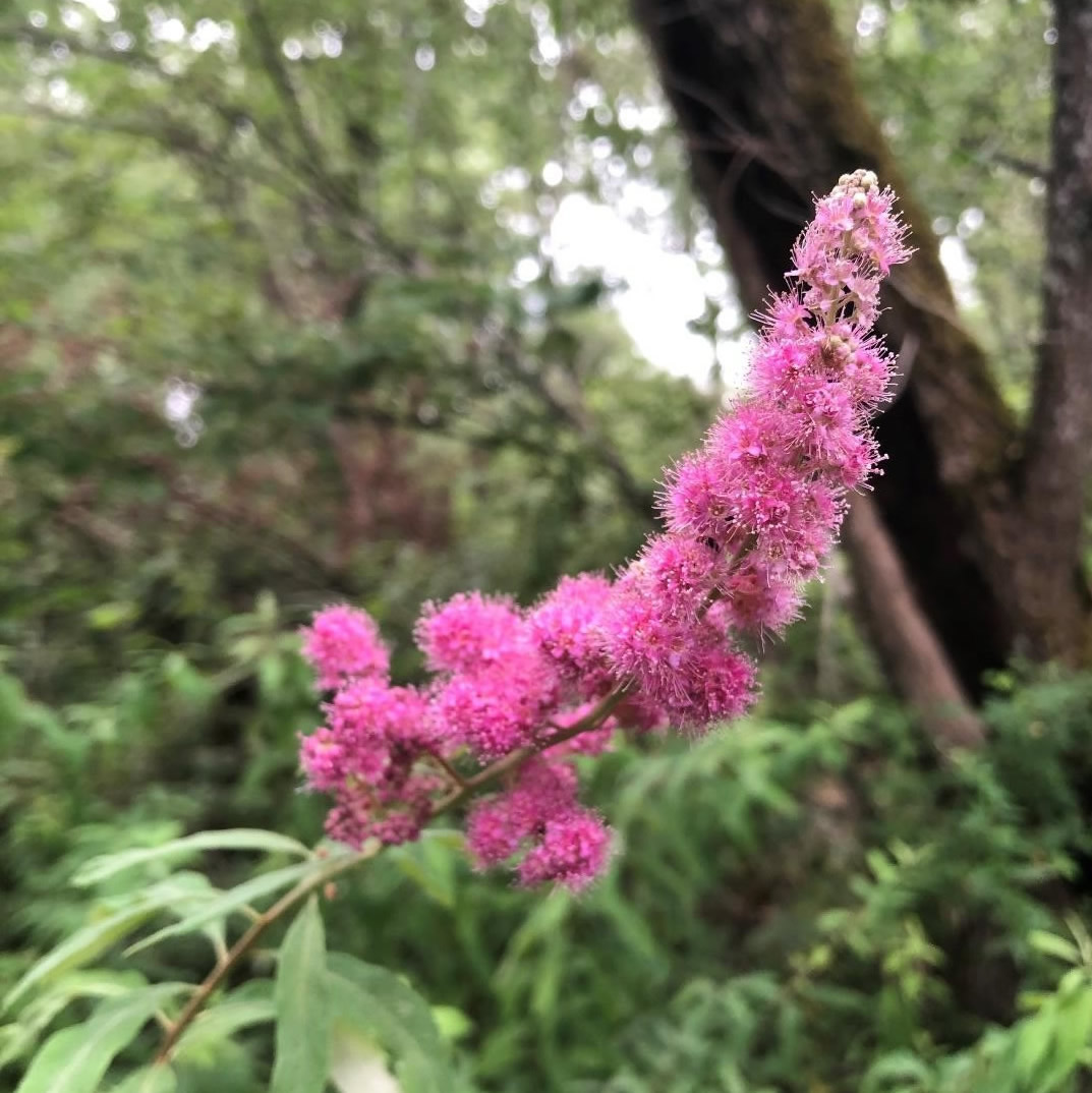 Spirea