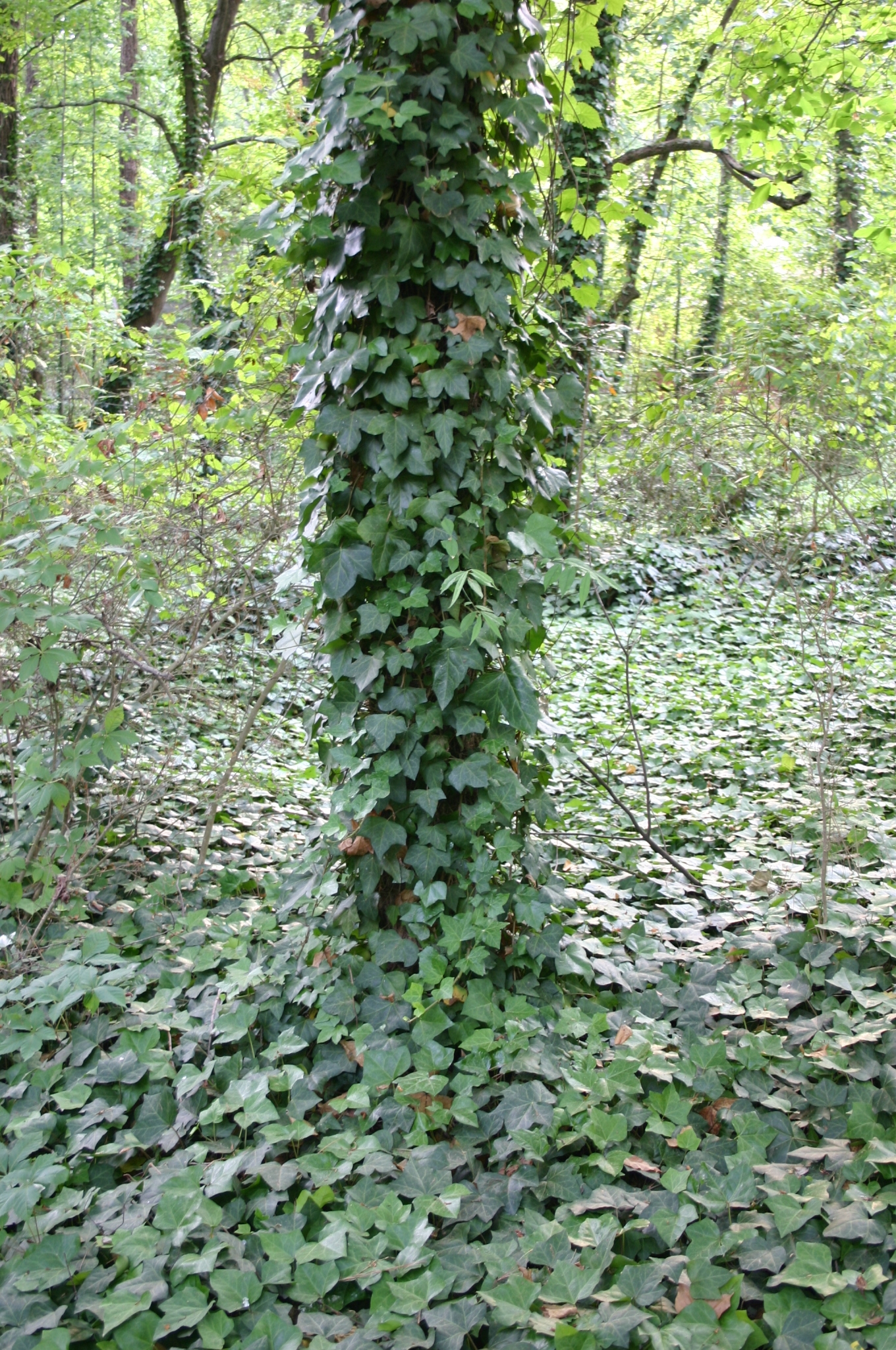 English Ivy covering a tree trunk