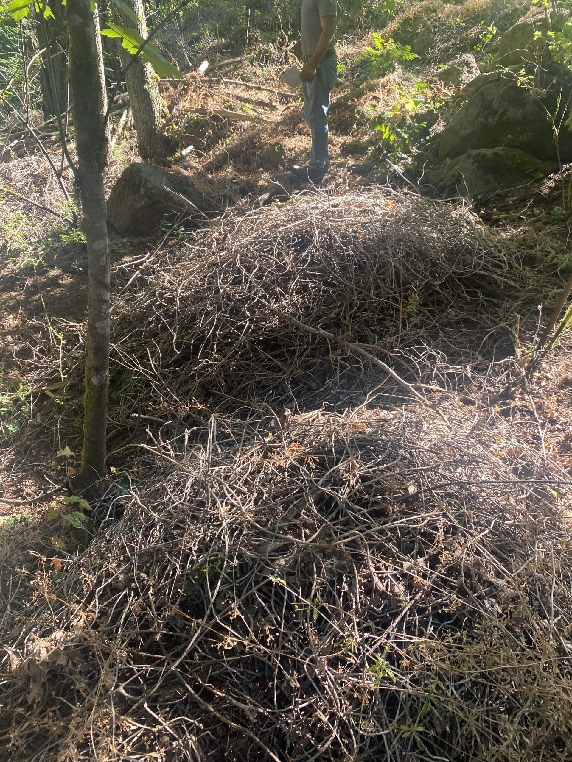 dead ivy VOL