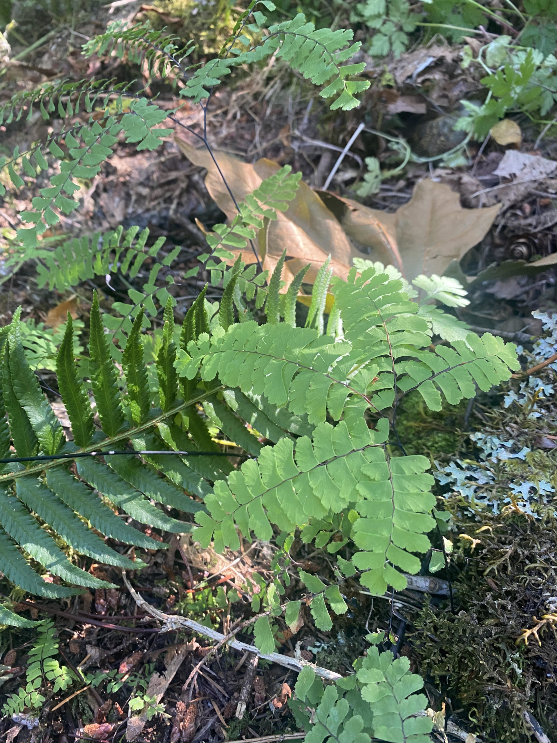 fern