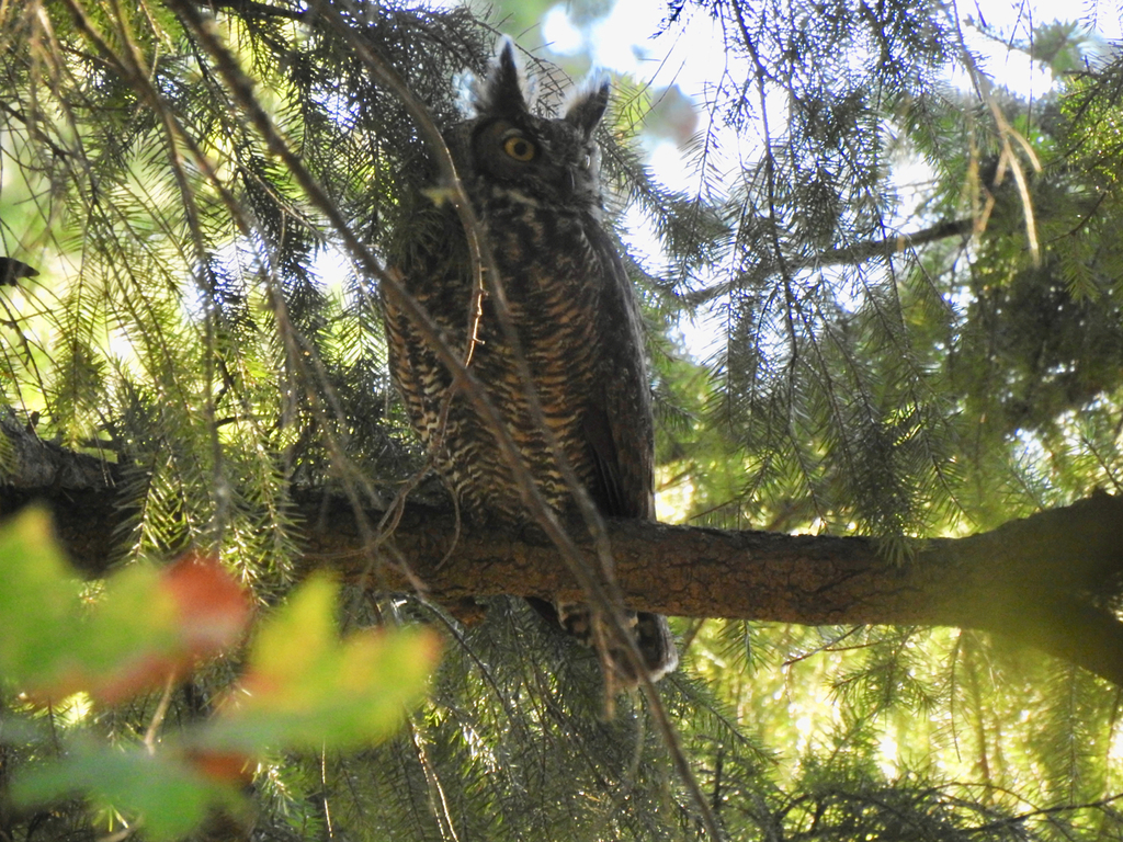 great horned owl 2