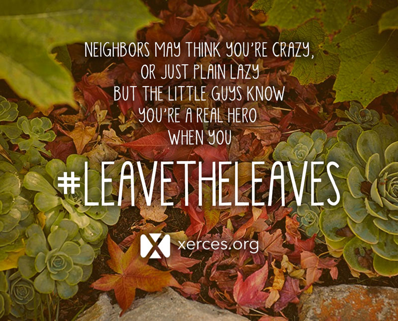 Leaf it alone! How keeping leaves on your yard can help the environment