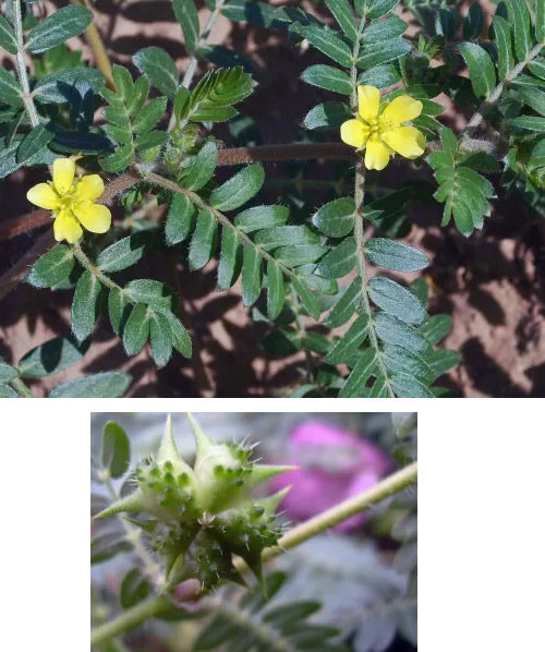 Puncturevine flower and spiny fruit