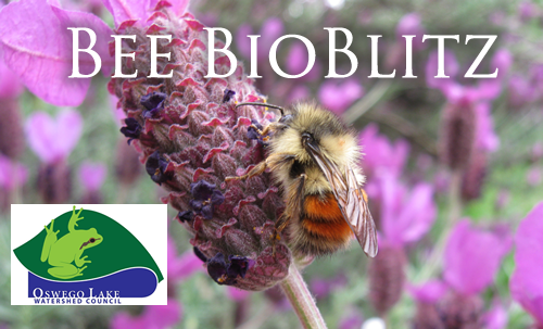 Bee BioBlitz