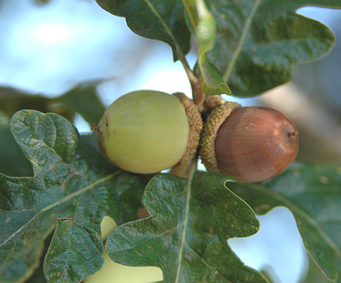 White Oak Acorns
