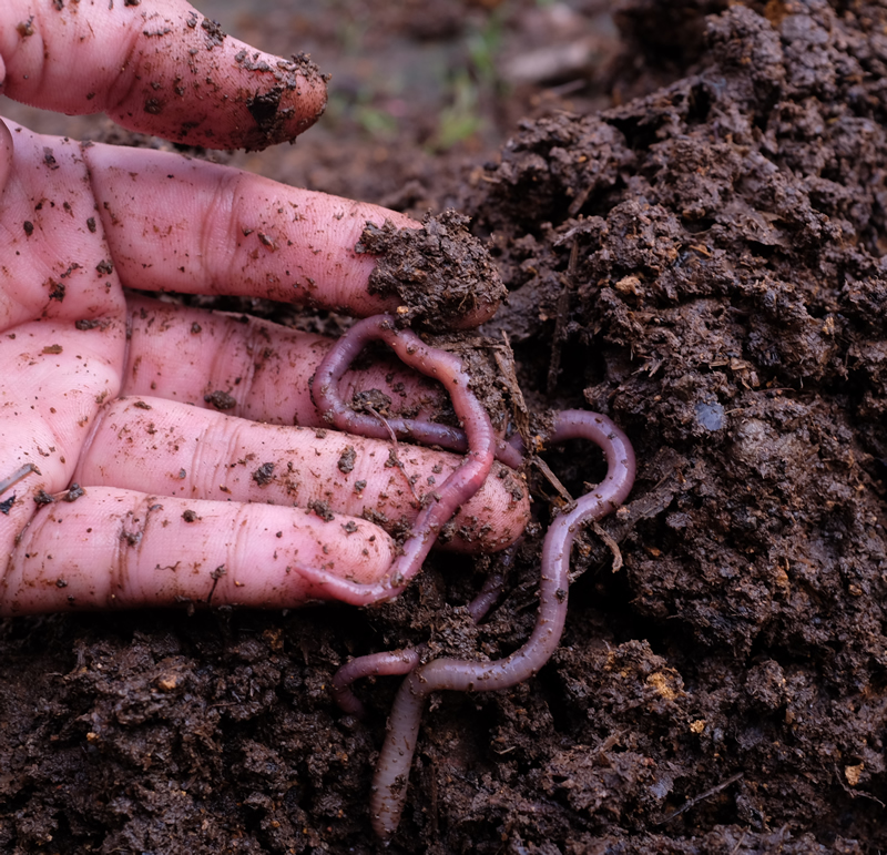 shutterstockSoil800x Healthy soil