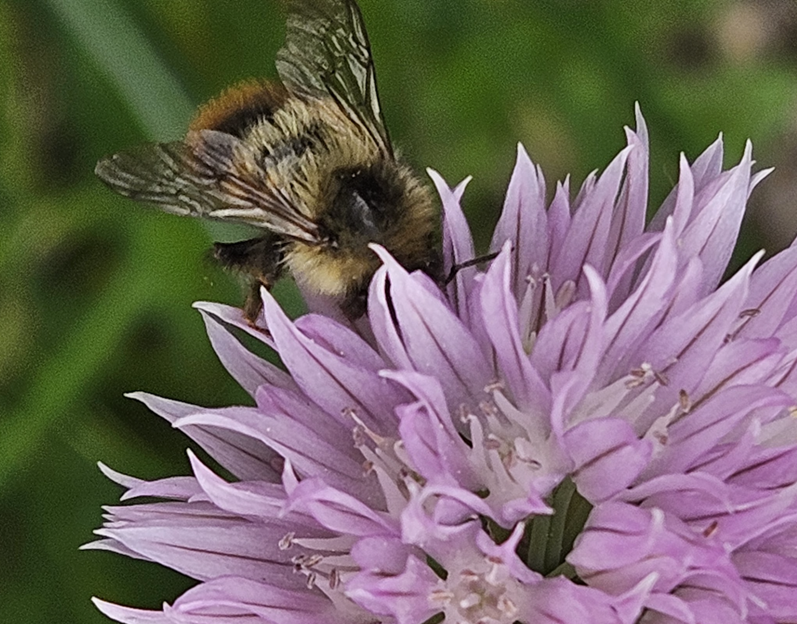 Pollinator Partners Assemble!
