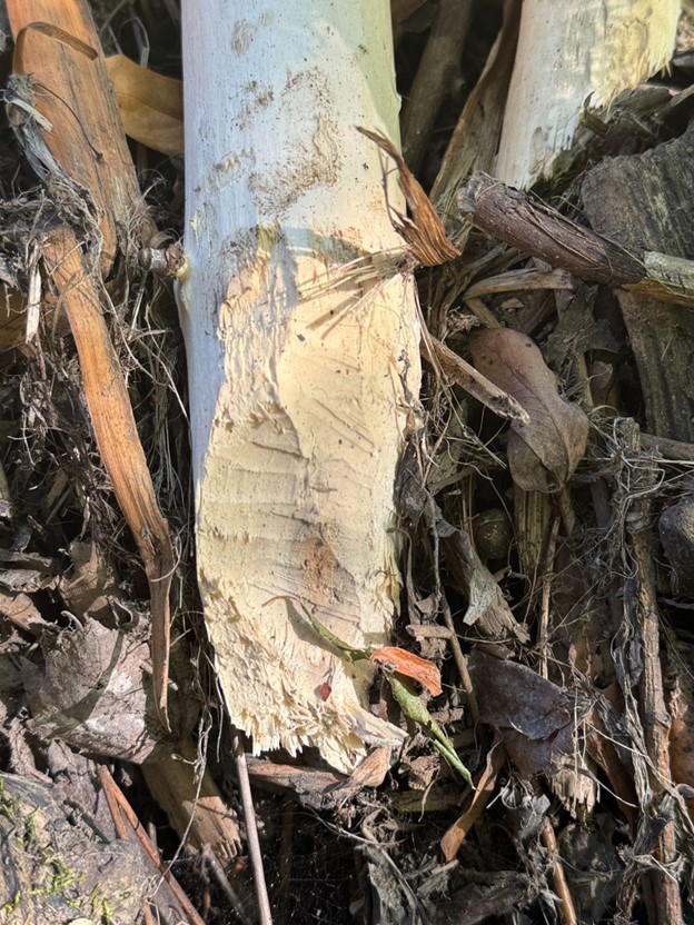 Beavers5 Fresh beaver sign found July 2025