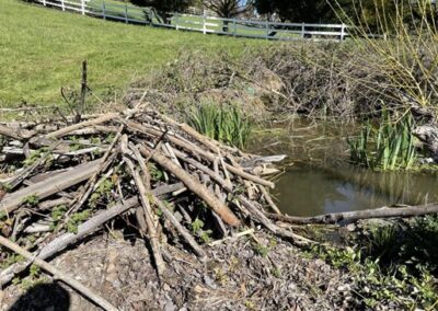 Pecan Creek Beaver Habitat Restoration & Education Project
