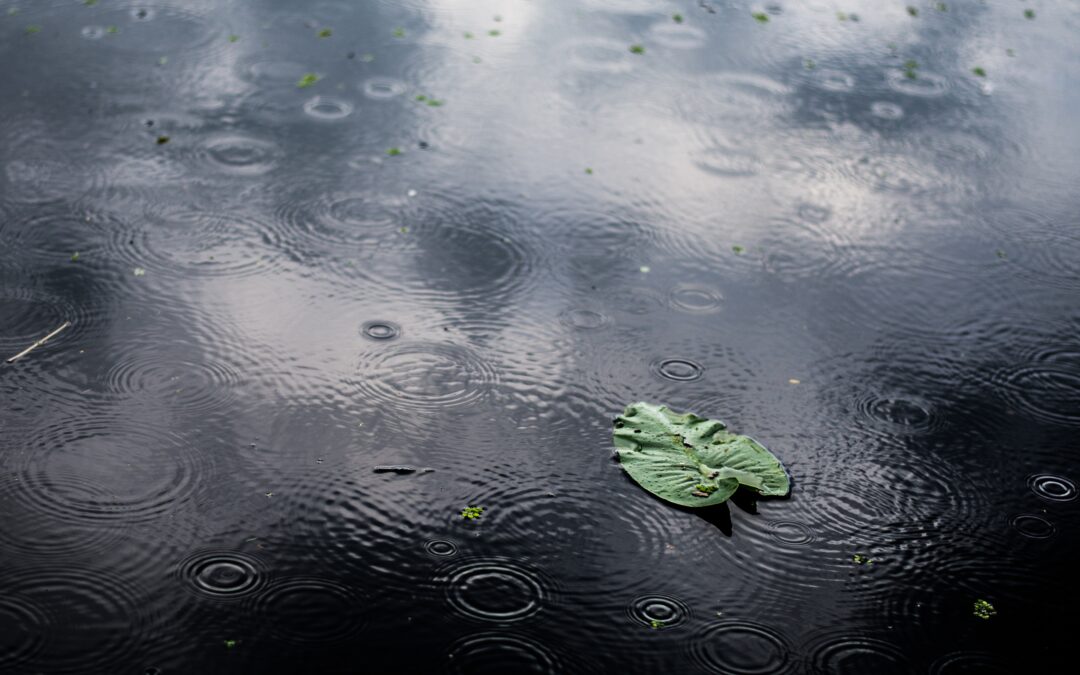 Making the Most of the Rain: Our Journey to a Thriving Urban Habitat