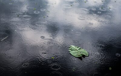 Making the Most of the Rain: Our Journey to a Thriving Urban Habitat