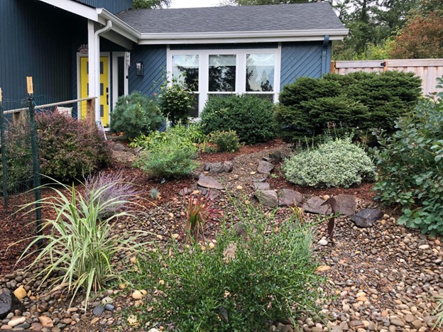 That rainspout now feeds the front yard rain garden
