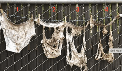Community Science in Action: The 2025 Soil Your Undies Challenge