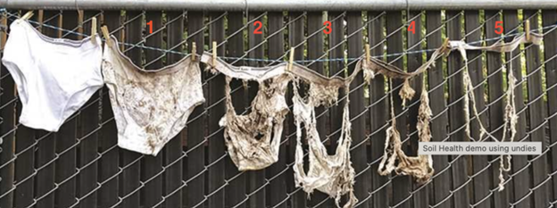 Community Science in Action: The 2025 Soil Your Undies Challenge