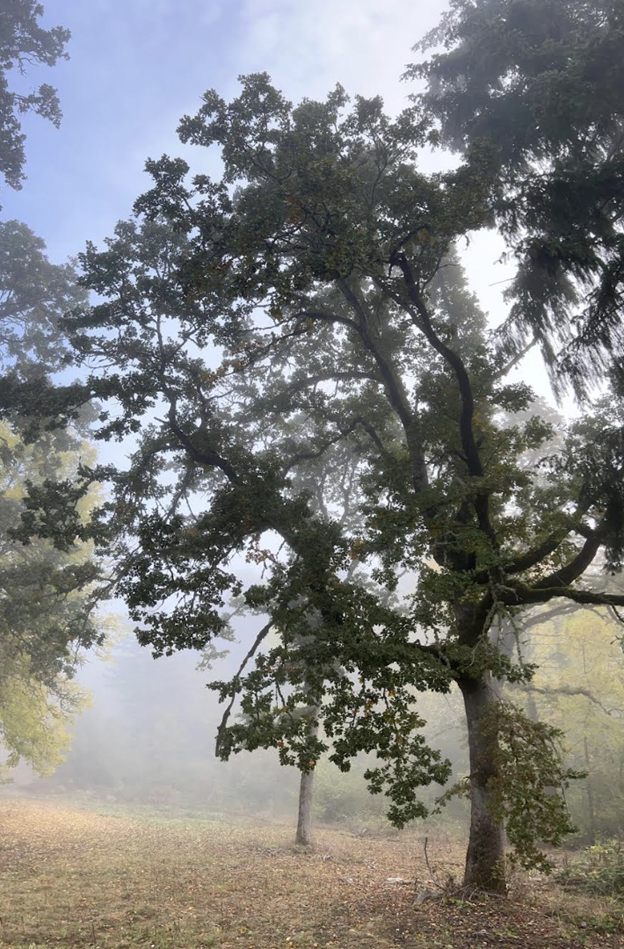 Oregon Oak