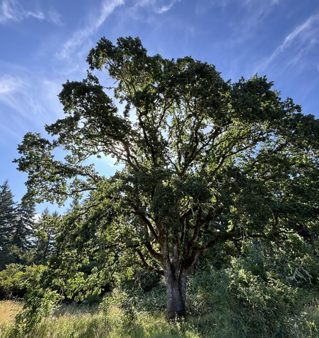 An Ode to Our Oaks