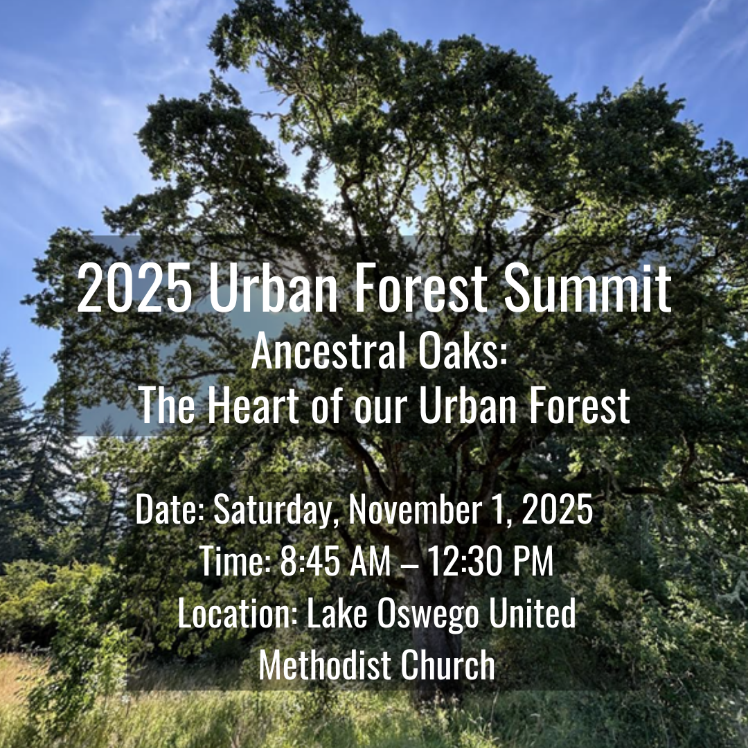 Urban Forest Summit 2025 B 2025 Urban Forest Summit<br />
Ancestral Oaks: The Heart of our Urban Forest Date: Saturday, November 1, 2025 Time: 8:45 AM – 12:30 PM Location: Lake Oswego United Methodist Church