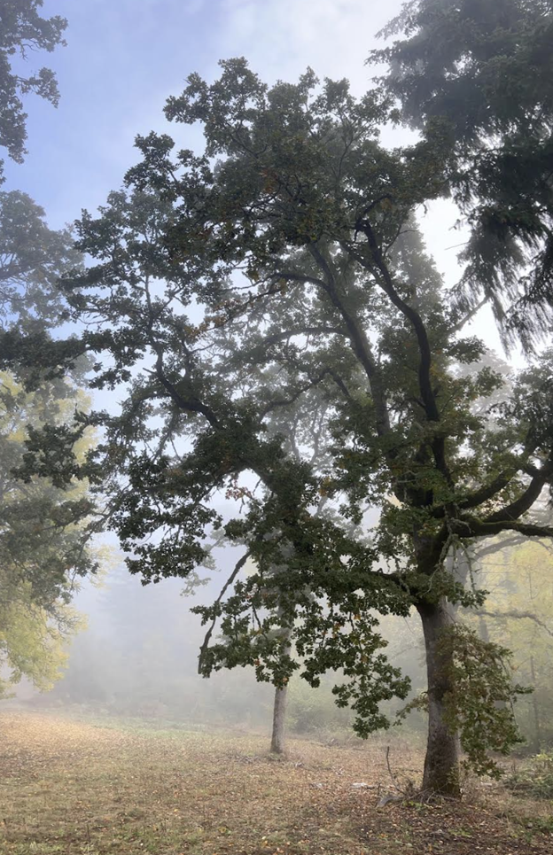 Oregon Oak