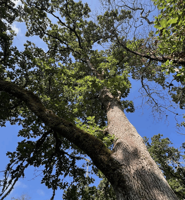 Oregon Oak