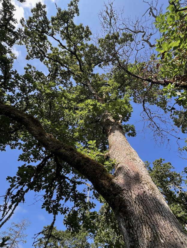 Oregon Oak
